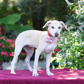Kosher -  Labrador Retriever Dog for Adoption in Wake Forest, North Carolina - Kosher | PetCurious