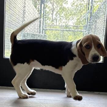 CIG6 4181 aka Rosie -  Beagle Dog for Adoption in Loxahatchee Groves, Florida - CIG6 4181 Aka Rosie | PetCurious