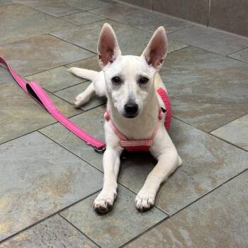 Sophie -  Mixed Breed Dog for Adoption in Watertown, Connecticut - Sophie | PetCurious