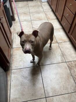 Rescue Mixed Breed Dogs for Adoption in Cincinnati, Ohio - Pecan | PetCurious