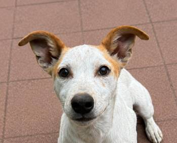 Taffy Mini - LOCAL PUP -  Husky and Hound Dog for Adoption in Andover, Massachusetts - Taffy Mini - LOCAL PUP | PetCurious