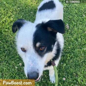 Border Collie Dogs Available for Adoption in Indianapolis, Indiana - Jonah | PetCurious