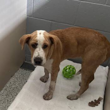 Mushi -  Hound Dog for Adoption in Taos, New Mexico - Mushi | PetCurious