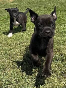 Mixed Breed Dogs Available for Adoption in Tunica, Mississippi - Amelia | PetCurious