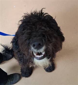 PHILIP -  Poodle Dog for Adoption in Chula Vista, California - PHILIP | PetCurious