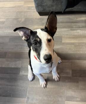 Huck -  Border Collie Dog for Adoption in Tallahassee, Florida - Huck | PetCurious