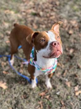 Rescue Pit Bull Terrier and Mixed Breed Dogs for Adoption in Neosho, Missouri - Fiona | PetCurious
