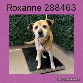 Mixed Breed Dogs Available for Adoption in Macon, Georgia - ROXANNE | PetCurious