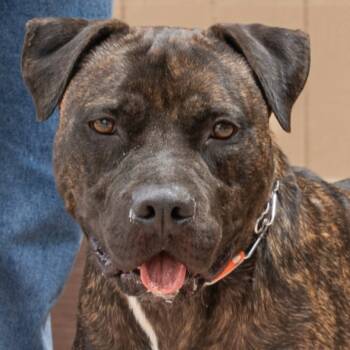 Rescue American Staffordshire Terrier Dogs for Adoption in Lake Forest, California - Prancer - Foster Or Adopt Me! | PetCurious
