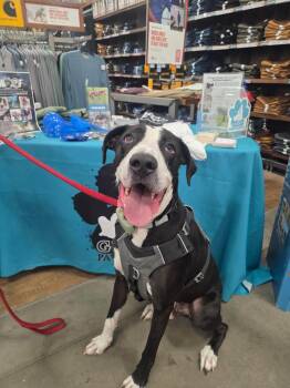 Dunder -  Great Dane Dog for Adoption in Westville, Indiana - Dunder | PetCurious