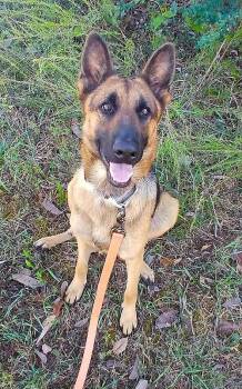 MILLIE -  German Shepherd Dog Dog for Adoption in Pegram, Tennessee - MILLIE | PetCurious