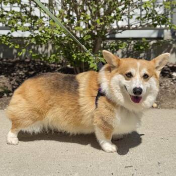 Corgi Dogs Available for Adoption in East Hampton, New York - Balen | PetCurious