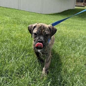 Xavier -  Pug and Mixed Breed Dog for Adoption in Alma, Wisconsin - Xavier | PetCurious