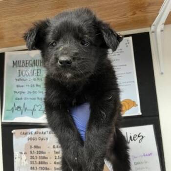 Poodle and Golden Retriever Dogs Available for Adoption in Morton Grove, Illinois - Turkey | PetCurious