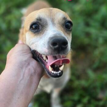 Maggie -  Mixed Breed Dog for Adoption in Englewood, Florida - Maggie | PetCurious