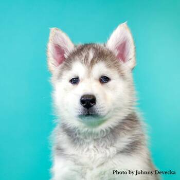 Daisy -  Husky Dog for Adoption in Los Angeles, California - Daisy | PetCurious