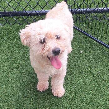 Amos Oakley 0710 -  Poodle Dog for Adoption in Loxahatchee Groves, Florida - Amos Oakley 0710 | PetCurious