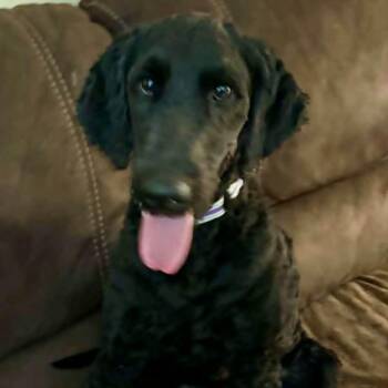 Chipper -  Poodle Dog for Adoption in New Smyrna Beach, Florida - Chipper | PetCurious