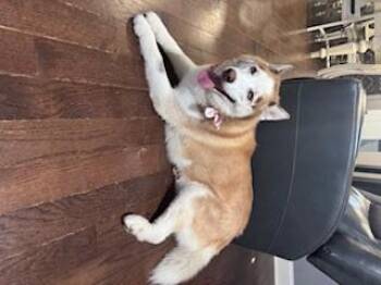 Rescue Siberian Husky Dogs for Adoption in Readington Township, New Jersey - Zuna & Sassy - NJ/PA | PetCurious