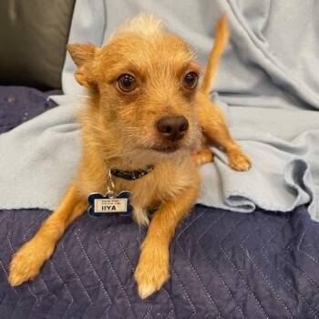 Terrier and Chihuahua Dogs Available for Adoption in Wake Forest, North Carolina - Iiya | PetCurious