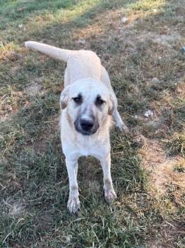Anatolian Shepherd Dogs Available for Adoption - Sugar | PetCurious