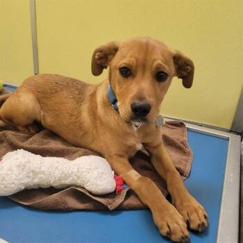 Pit Bull Terrier and Plott Hound Dogs Available for Adoption - ZODIAC | PetCurious