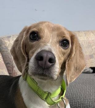 Bagley -  Beagle Dog for Adoption in Tomball, Texas - Bagley | PetCurious