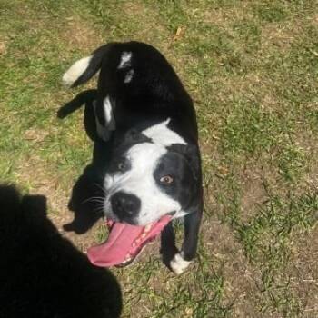 Labrador Retriever Dogs Available for Adoption in Williston, Vermont - Danny Boy | PetCurious