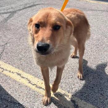 Pickles -  Golden Retriever and Mixed Breed Dog for Adoption in Campton Hills, Illinois - Pickles | PetCurious