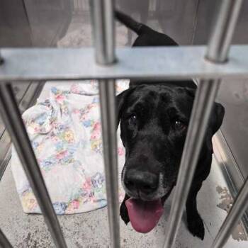 Rescue Mixed Breed Dogs for Adoption in Davenport, Iowa - Wow Wow Wubzy | PetCurious