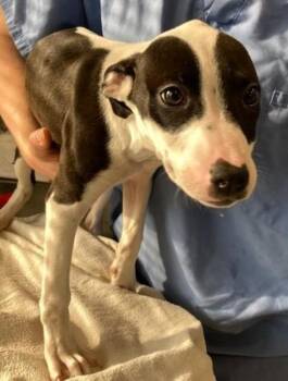Mixed Breed Dogs Available for Adoption in Lafayette, Indiana - Matilda | PetCurious
