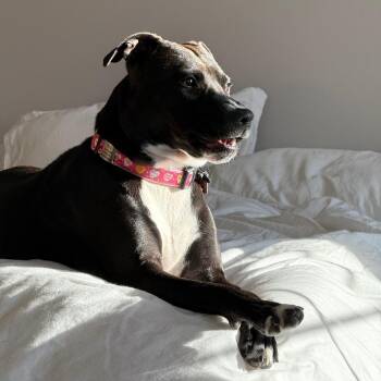 Ellie - Home to Home -  Mixed Breed Dog for Adoption in South Elgin, Illinois - Ellie - Home To Home | PetCurious