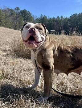 Rescue English Bulldog and American Bulldog Dogs for Adoption in Southern Pines, North Carolina - Bernadette | PetCurious