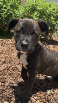 Rescue Pit Bull Terrier Dogs for Adoption in Mobile, Alabama - Theo | PetCurious
