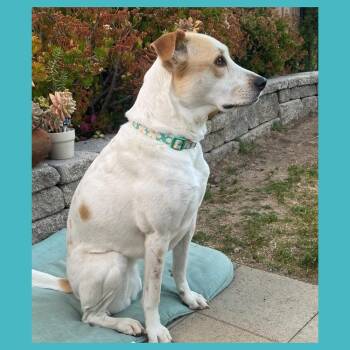Paz -  Mixed Breed Dog for Adoption in San Diego, California - Paz | PetCurious