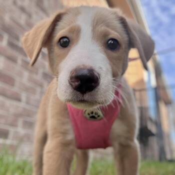 Chickpea -  Retriever and Collie Dog for Adoption in Corpus Christi, Texas - Chickpea | PetCurious
