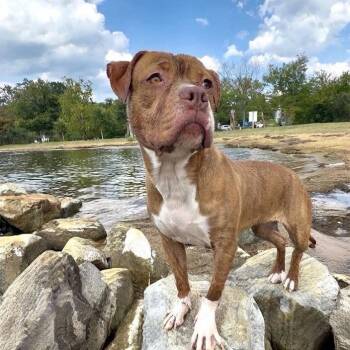 Sox -  Pit Bull Terrier Dog for Adoption in York, Pennsylvania - Sox | PetCurious