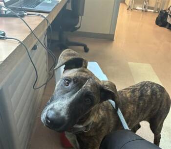 A1412234 -  Dutch Shepherd Dog for Adoption in San Jose, California - A1412234 | PetCurious
