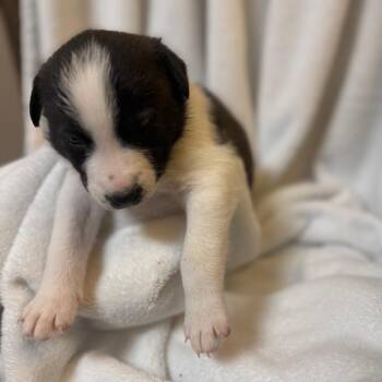 Shepherd and Yellow Labrador Retriever Dogs Available for Adoption - Rock Hudson | PetCurious