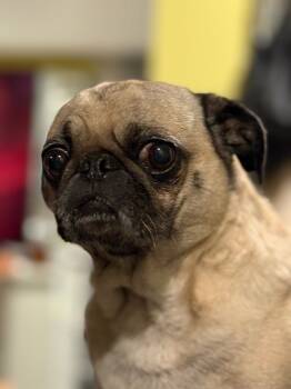 Rescue Pug Dogs for Adoption in Seattle, Washington - Agatha | PetCurious