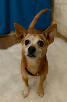 Rescue Whippet and Terrier Dogs for Adoption in Oxford, Michigan - Elroy | PetCurious