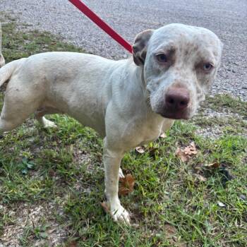 Carrie -  Terrier Dog for Adoption in Clanton, Alabama - Carrie | PetCurious