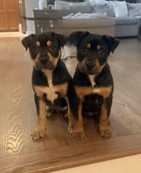 Jude -  Labrador Retriever and Hound Dog for Adoption in Tarrytown, Georgia - Jude | PetCurious