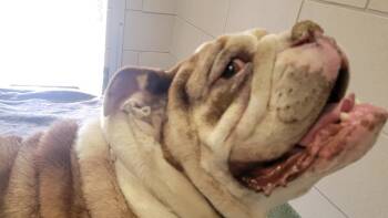 American Bulldog Dogs Available for Adoption in Santa Fe, New Mexico - PORK CHOP | PetCurious