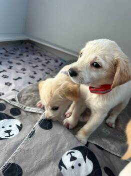 Wazzu -  Mixed Breed and Labrador Retriever Dog for Adoption in Spokane, Washington - Wazzu | PetCurious