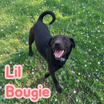 Lil