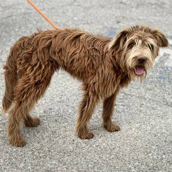 Fluffernutter -  Wirehaired Terrier Dog for Adoption in Warrensburg, Missouri - Fluffernutter | PetCurious
