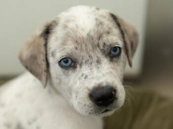Faith -  Catahoula Leopard Dog and German Shorthaired Pointer Dog for Adoption in Republic, Washington - Faith | PetCurious