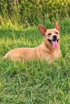 Hope -  Chihuahua Dog for Adoption in Houston, Texas - Hope | PetCurious