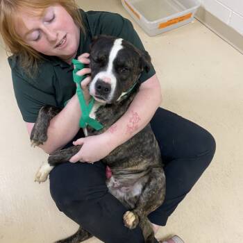 Rescue Mixed Breed Dogs for Adoption in Winston-salem, North Carolina - Harold | PetCurious